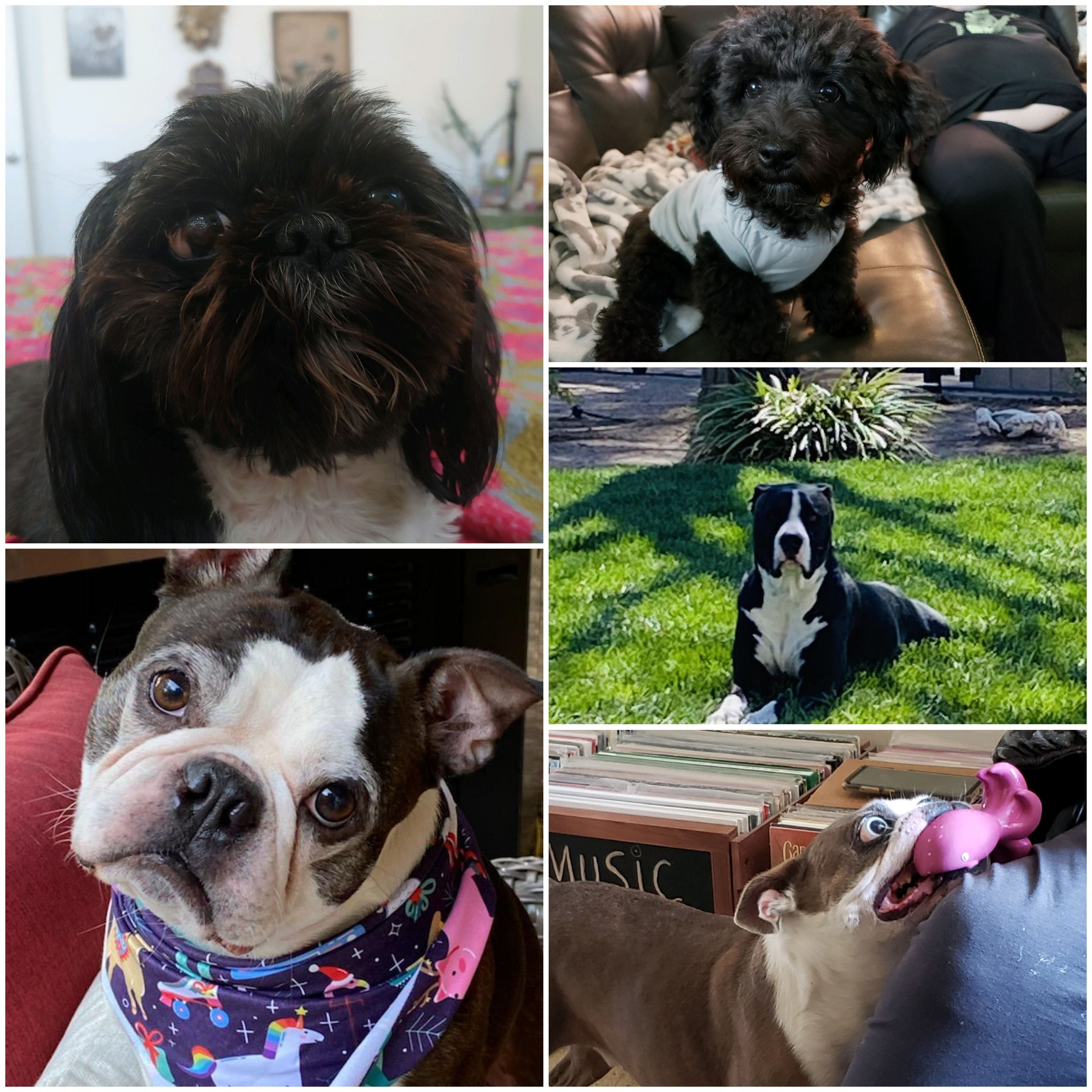 Crystal Explorers- A Dog's Discovery! – Soulgear Creations